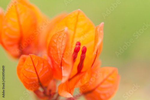 orange bougainvillea flower macro