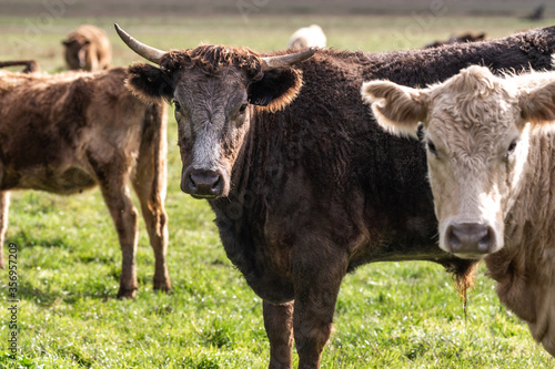 Cows eating grass. photo