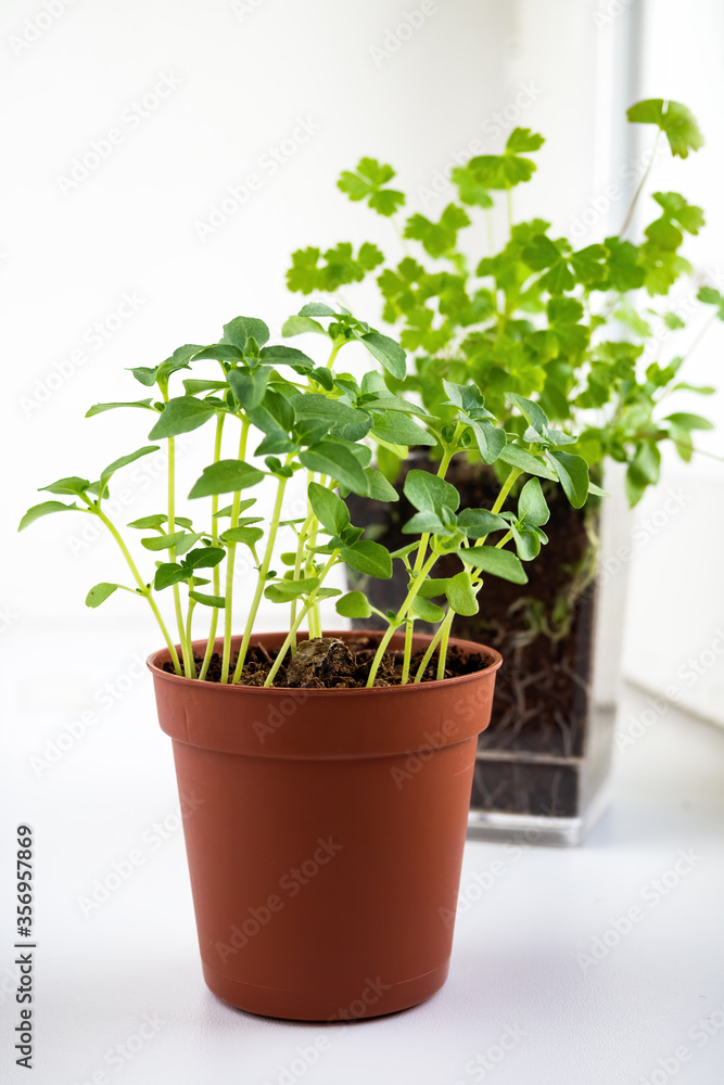 Basil and parsley sprouts in pots on windowsill. Growing microgreens at home, vertical view, selective focus. Basil and parsley sprouts in pots on windowsill. Growing microgreens at home, vertical view, selective focus.
