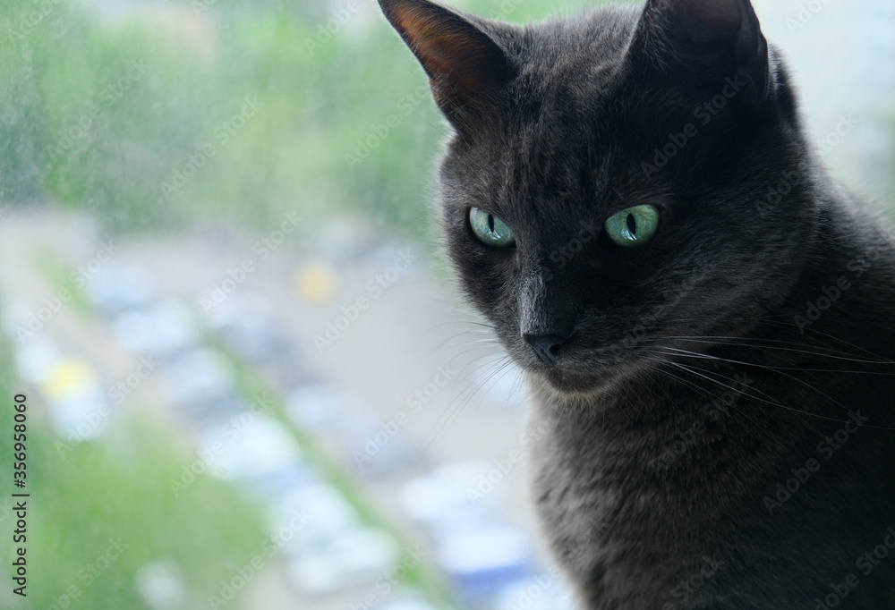 Shorthaired cat with silver grey fur and green eyes sitting near window.