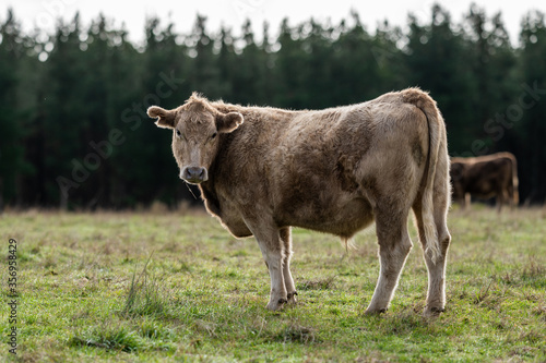 Cows eating grass. photo