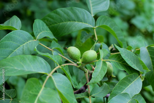 walnut on a branch with leaves