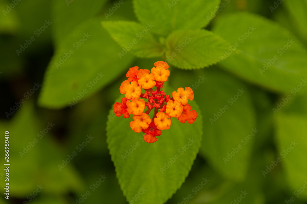 Beautiful orange tropical flowers Common Lantana (Lantana camara) introduced in Seychelles Beautiful orange tropical flowers Common Lantana (Lantana camara) introduced in Seychelles
