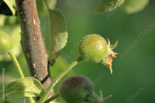 Young born green fruit apples on a tree branch
