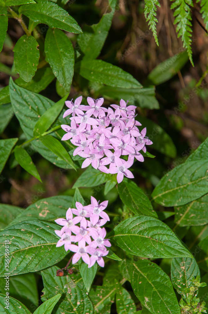 Pink wild flowers of Egyptian Star-Cluster (Pentas lanceolata). Pink wild flowers of Egyptian Star-Cluster (Pentas lanceolata).