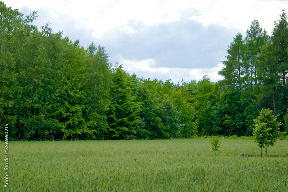 Green meadow surrounded by trees Green meadow surrounded by trees
