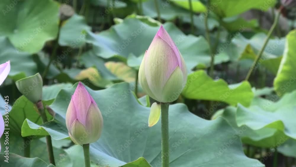 公園の池に咲く蓮の花