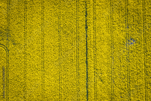 Drone photo of yellow blooming rapeseed field in Rogow village in Lodz Province of Poland