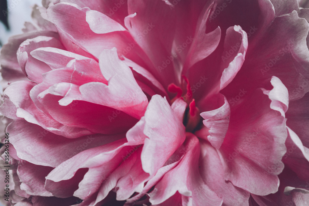 Pink petals of a blooming peony close-up. The flower Bud