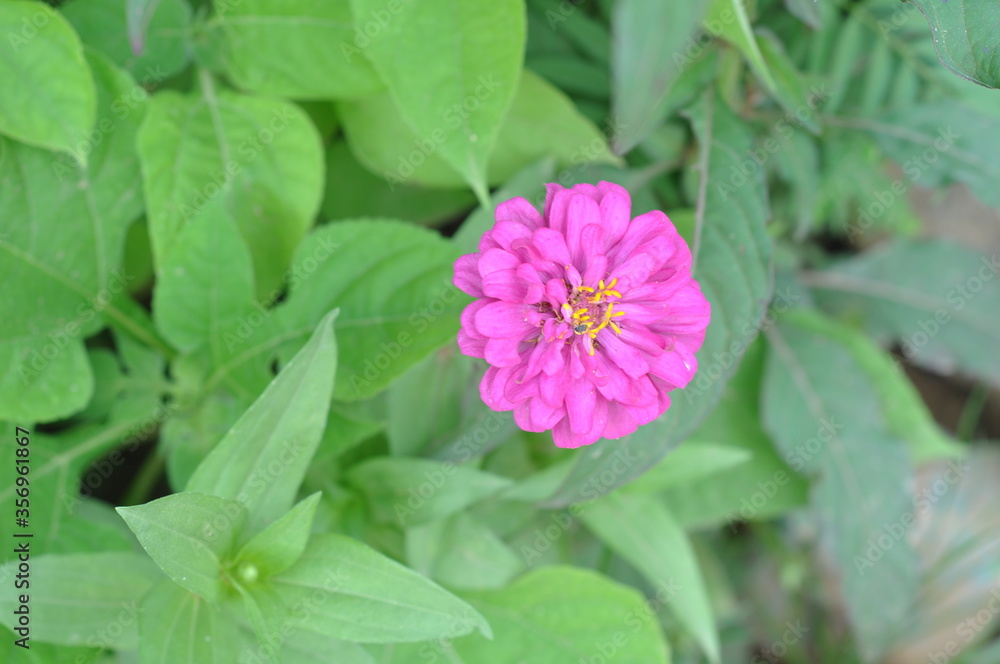 Obraz premium pink and white flower