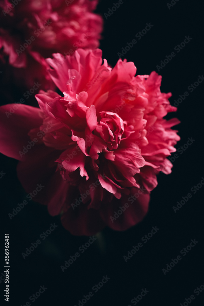 Beautiful red peonies on a dark background close-up. Beautiful red peonies on a dark background close-up.