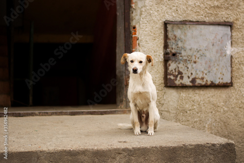 Sad mix breed white dog in Slovak gypsy village. Abused suffer sick dogs. © Anna