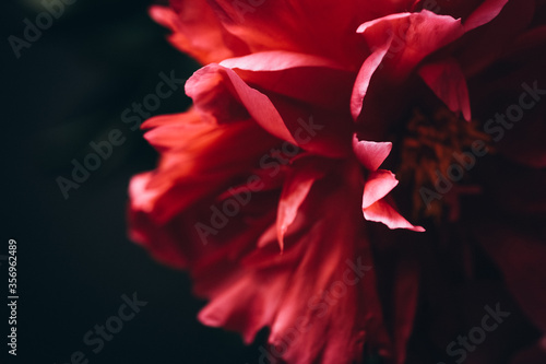 Beautiful red peonies on a dark background close-up.