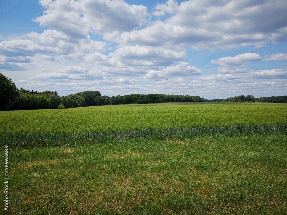 green field and blue sky