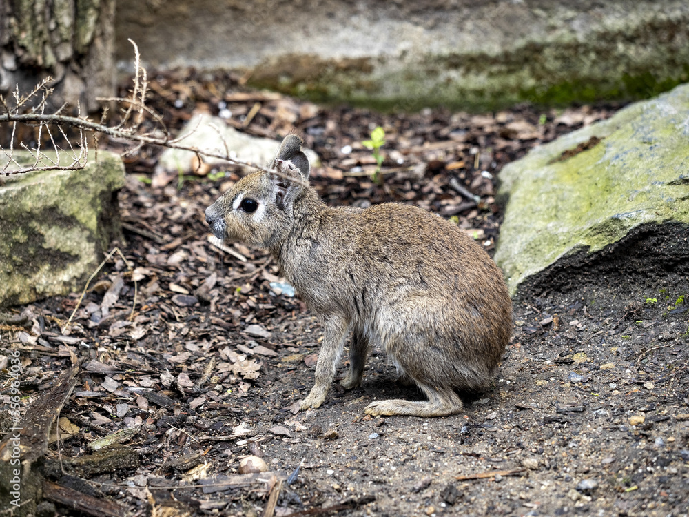 The Chacoan Mara, Dolichotis salinicola, is a small South American rodent The Chacoan Mara, Dolichotis salinicola, is a small South American rodent