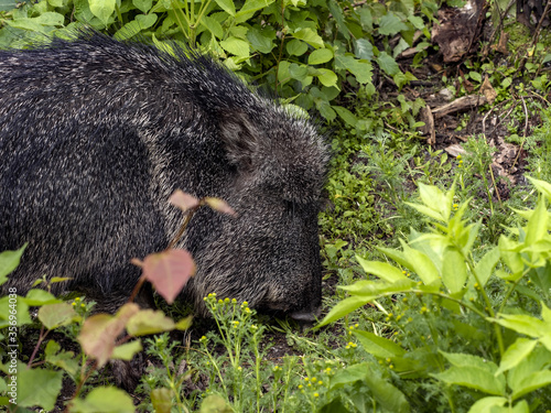 Chacoan peccary, Catagonus wagneri, looking for food in green plants photo