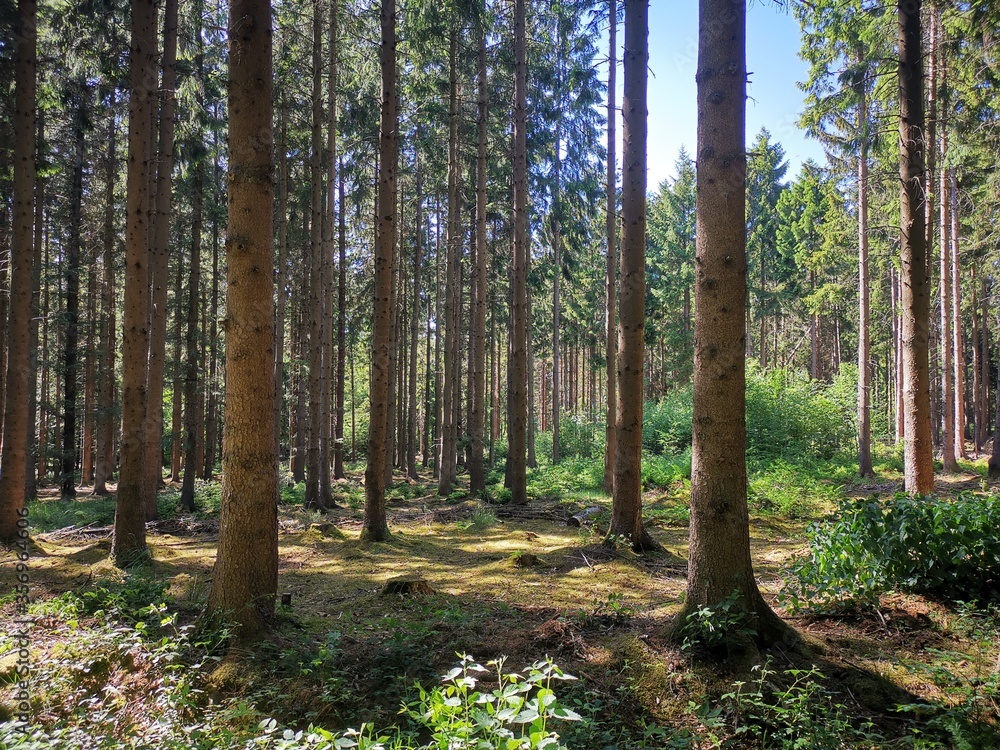 Fototapeta premium forest in autumn