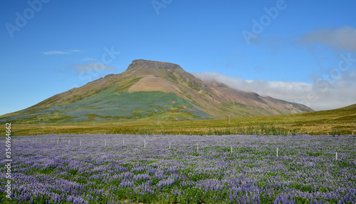 Spakonufell, a mountain near the small town Skagaströnd in Iceland. A field of lupins in the front. Peninsula Skagi. © Susanne Fritzsche