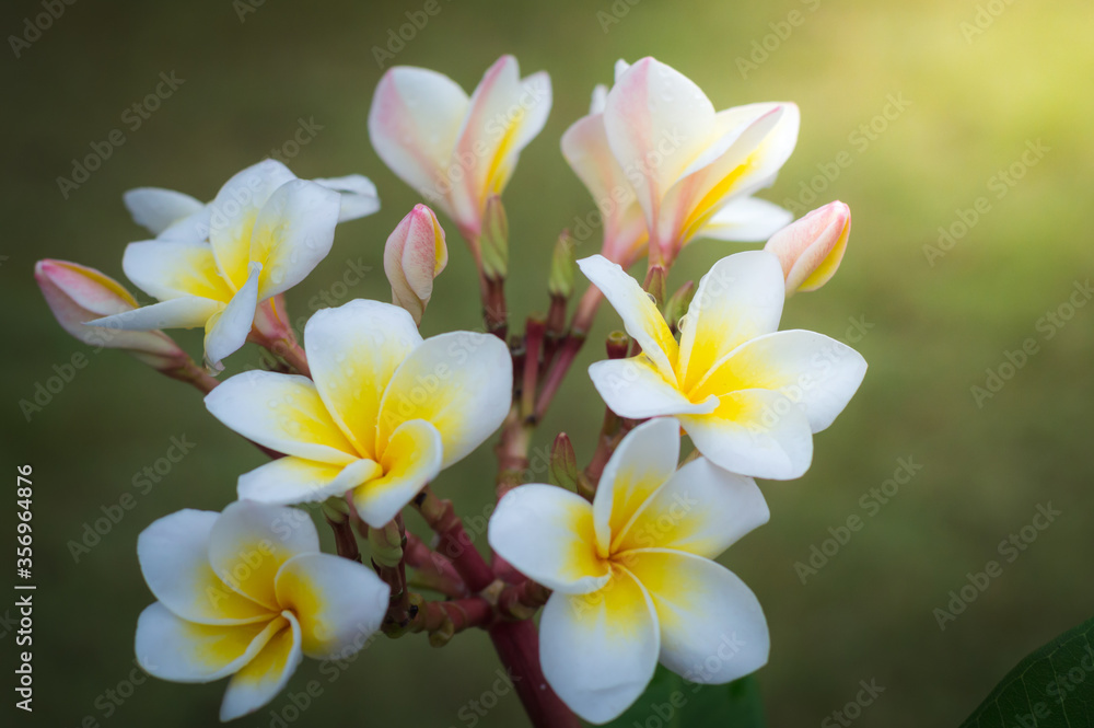 frangipani flowers or plumeria flowers Bouquet on branch tree in morning garden background  with Sunlight. Plumeria white and yellow petal blooming is beauty in garden background.