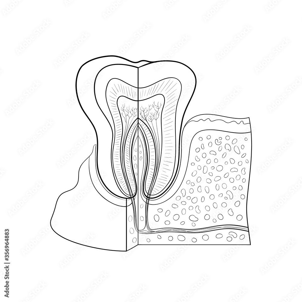 Tooth anatomy dental infographic. Medical outline vector illustration ...