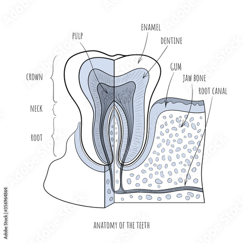 Tooth anatomy dental infographic. Medical outline vector illustaration isolated on white background.