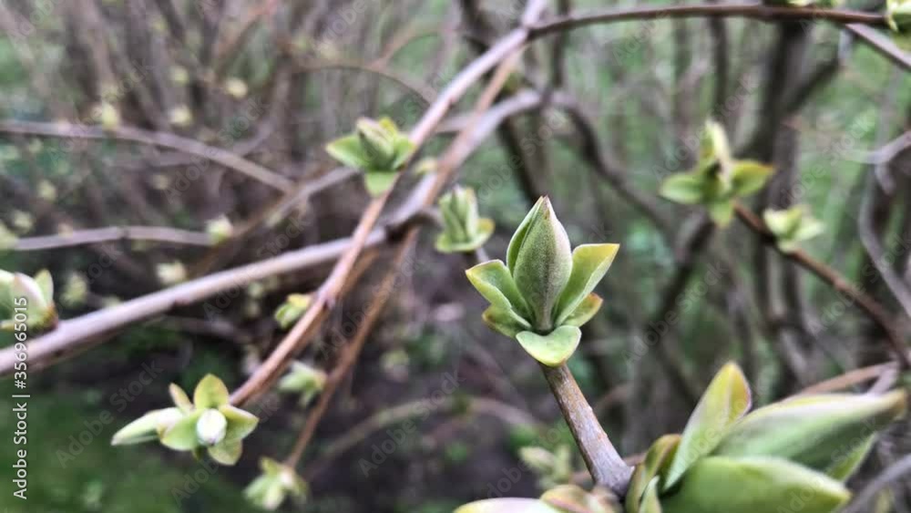 First young green spring leaves on bush or tree First young green spring leaves on bush or tree