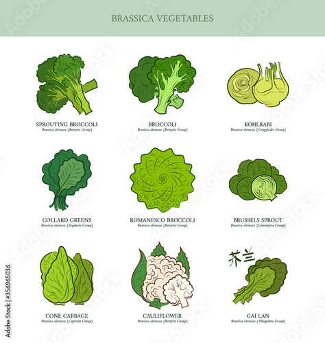 Genus Brassica vegetables set. Sprouting broccoli, Broccoli, Kohlrabi, Collard Greens, Romanesco Broccoli, Brussels Sprout, Cone Cabbage, Cauliflower, Gai Lan. Outline collection vector illustration.