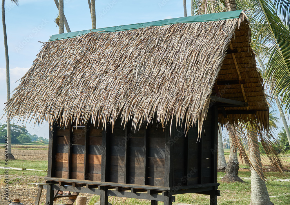 Wooden hut in the middle of paddy fields Wooden hut in the middle of paddy fields