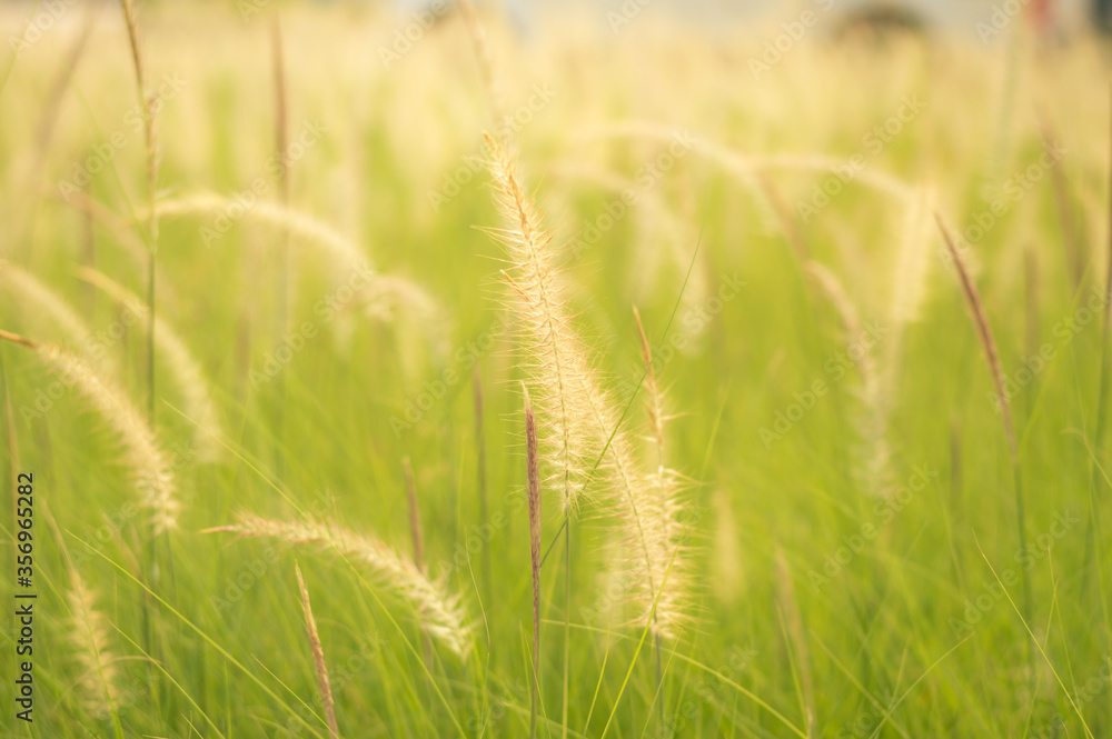 Blurred flowers of African Fountain Grass, Fountain Grass, white Grass swaying along the wind in the ornamental garden with blurry green background in the morning :Nature background. Blurred flowers of African Fountain Grass, Fountain Grass, white Grass swaying along the wind in the ornamental garden with blurry green background in the morning :Nature background.