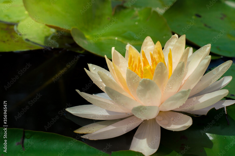 Rain drops water of beautiful waterlily or lotus flower blooming at the pond with green leaves as background.Blooming Violet Lotus flower or Nymphaea nouchali is a waterlily of genus Nymphaea