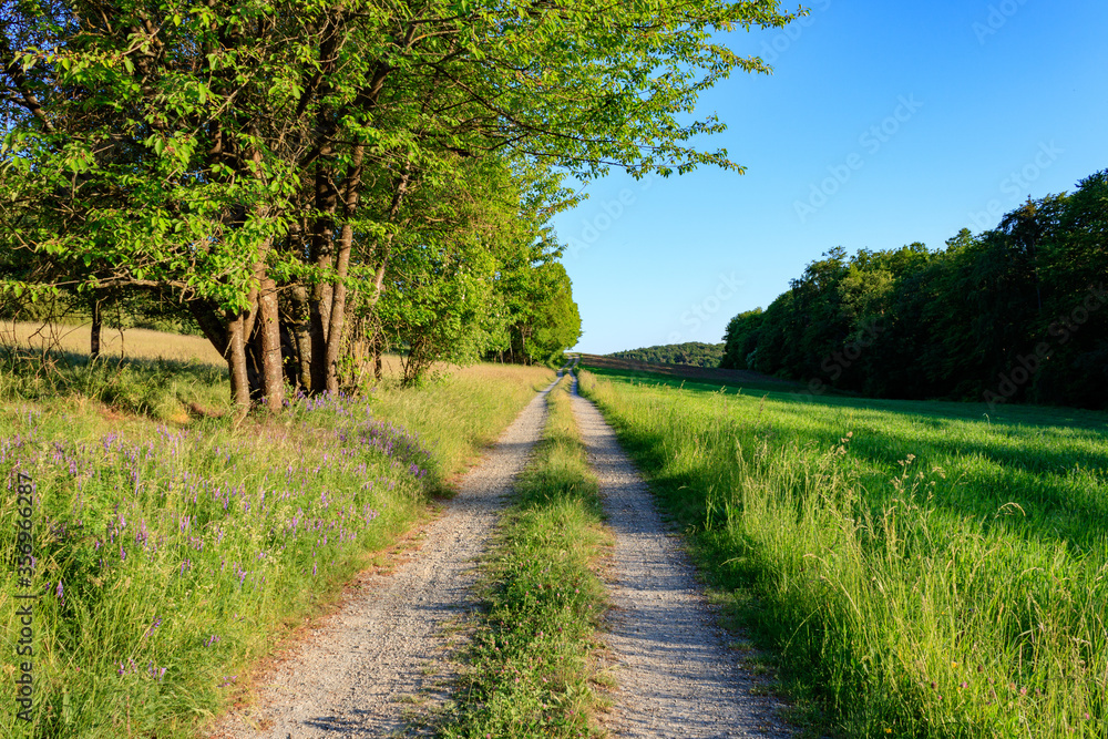 country road in the countryside in Apfelberg, Werbach, Germany. Scenic view of paht with green grass and trees against clear blue sky on a sunny day. country road in the countryside in Apfelberg, Werbach, Germany. Scenic view of paht with green grass and trees against clear blue sky on a sunny day.