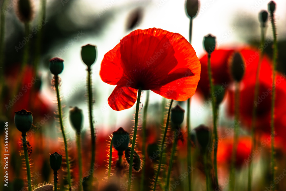 Obraz premium Poppy flower is very beautiful.