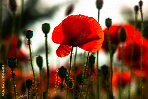 Poppy flower is very beautiful.