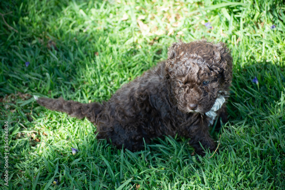 cachorros de perro de agua español