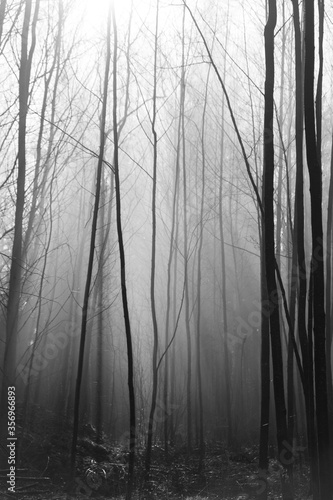foggy morning in the forest black and white