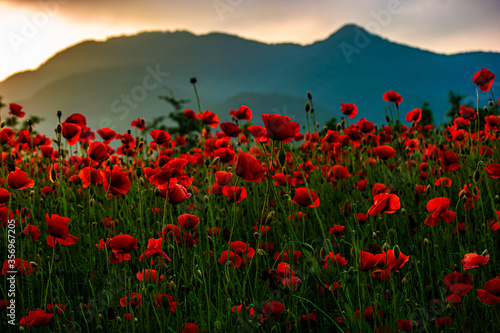 Poppy flower is very beautiful.