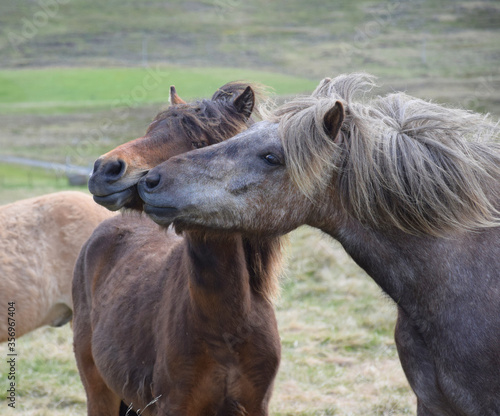 Two Icelandic horses, teasing each other. Bay and dapple gray. © Susanne Fritzsche