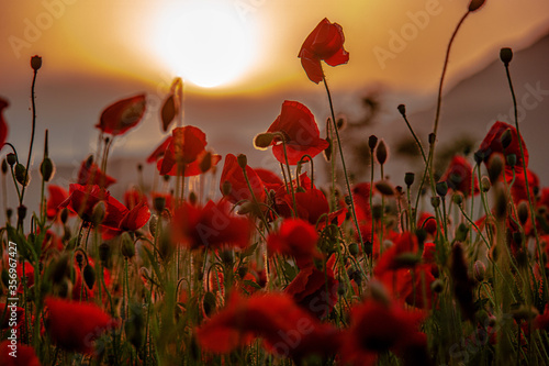 Poppy flower is very beautiful.