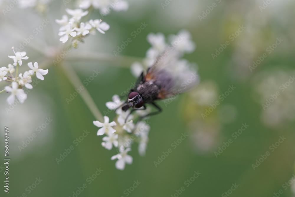 Macro Fotografie Insekten und Blumen Macro Fotografie Insekten und Blumen