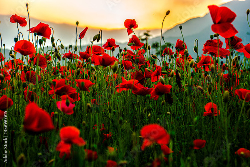 Poppy flower is very beautiful.