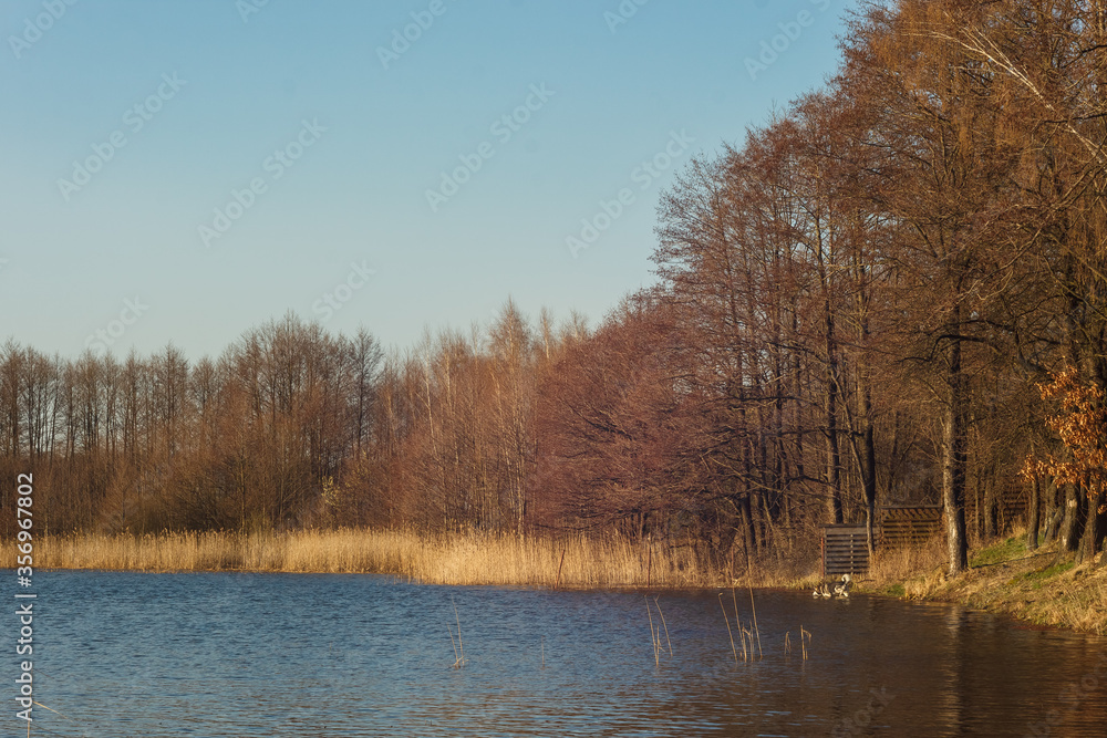 Trees on the shore of a forest lake. Lake beach with trees on a sunny day. The reflection of the blue sky in the lake. Small waves on the surface of the water. Spring 