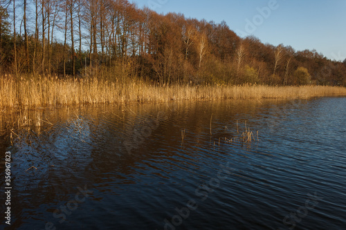 Trees on the shore of a forest lake. Lake beach with trees on a sunny day. The reflection of the blue sky in the lake. Small waves on the surface of the water. Spring 