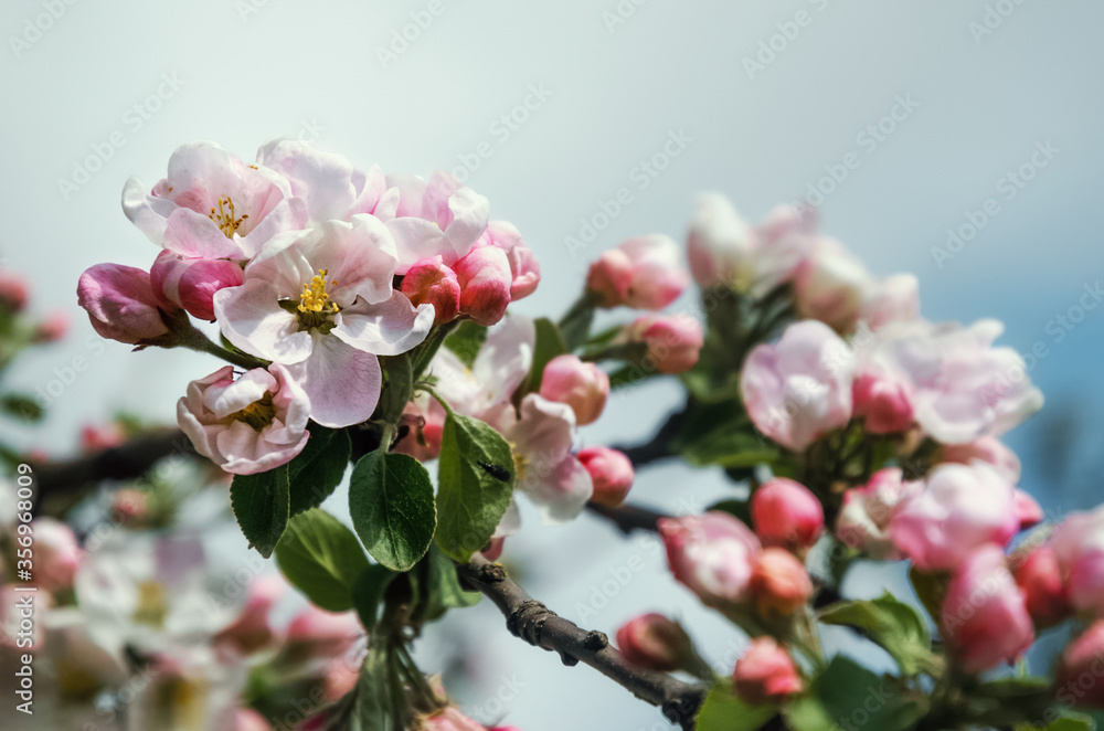 Obraz premium white flowers Apple trees and rosebuds many on a branch with buds against the sky