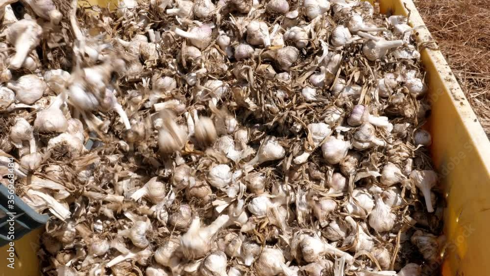 Farmer spilling raw Garlic bulbs into a storage pallet. Farmer spilling raw Garlic bulbs into a storage pallet.