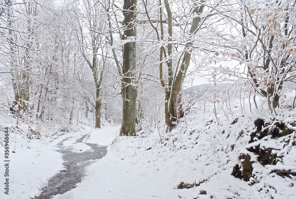 Fototapeta premium snow covered trees