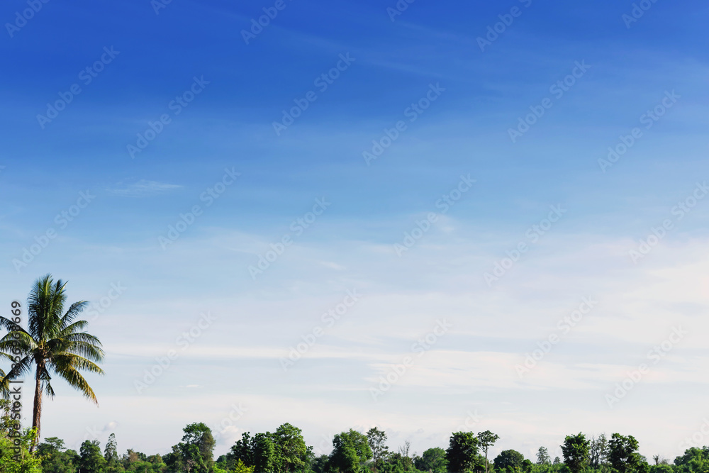 The sky with clouds and beautiful trees outdoors The sky with clouds and beautiful trees outdoors