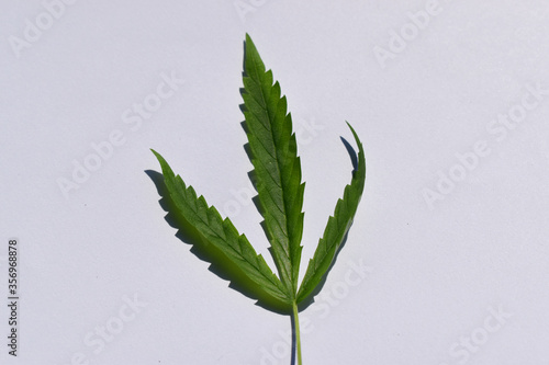 Green leaf of cannabis isolated on white background