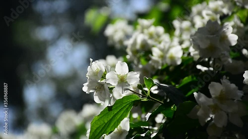 Beautiful and delicate white jasmine colors sway in the wind