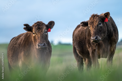 Cows eating grass. photo