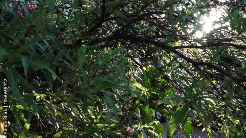 Sunlight through small twigs under the evening tree. Sunlight through small twigs under the evening tree.